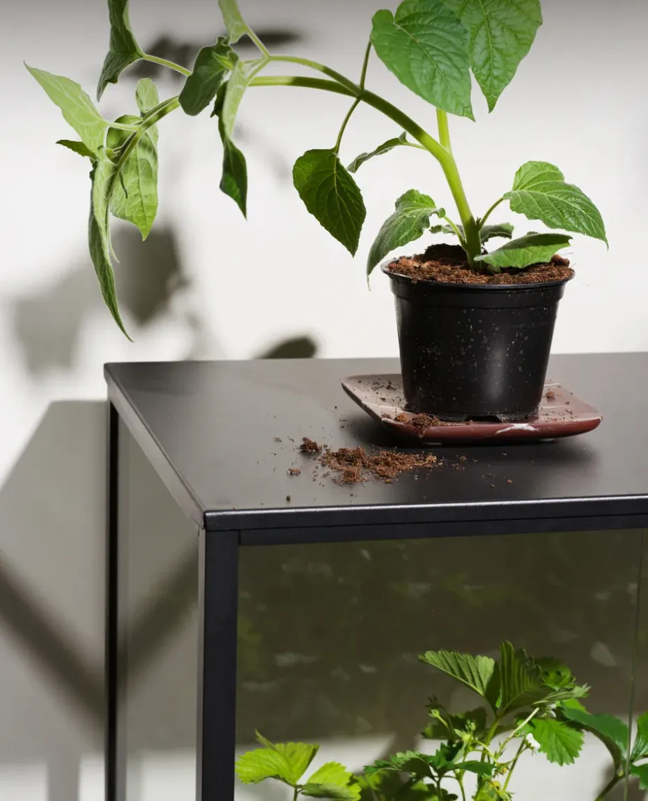 Armario para plantas Grower Greens, Negro, 81x82 cm