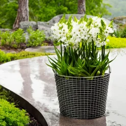 Cesta de alambre Korbo Classic 50, acero galvanizado