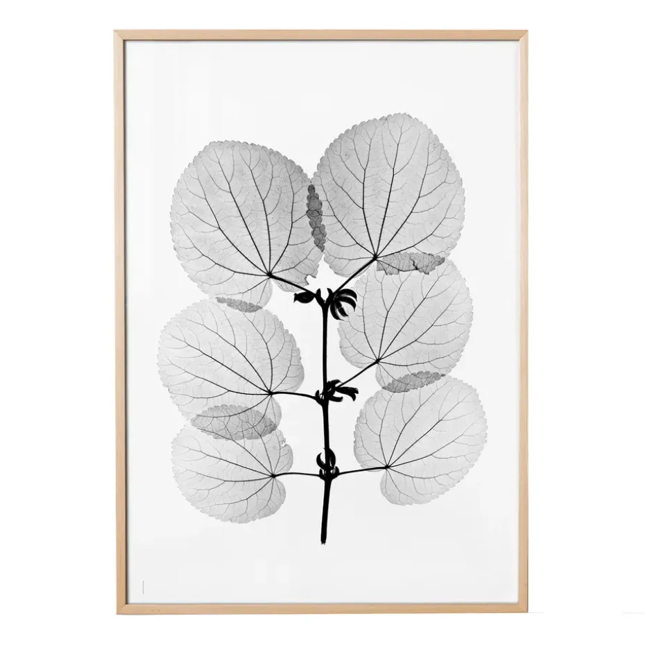 Lámina Katsura, 70x100 cm