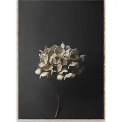 Lámina Still Life 04 Hydrangea, 50x70 cm