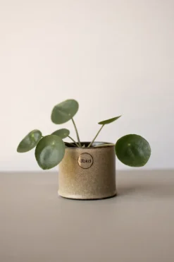 Maceta Astillbe pequeña Ø7 cm, Beige