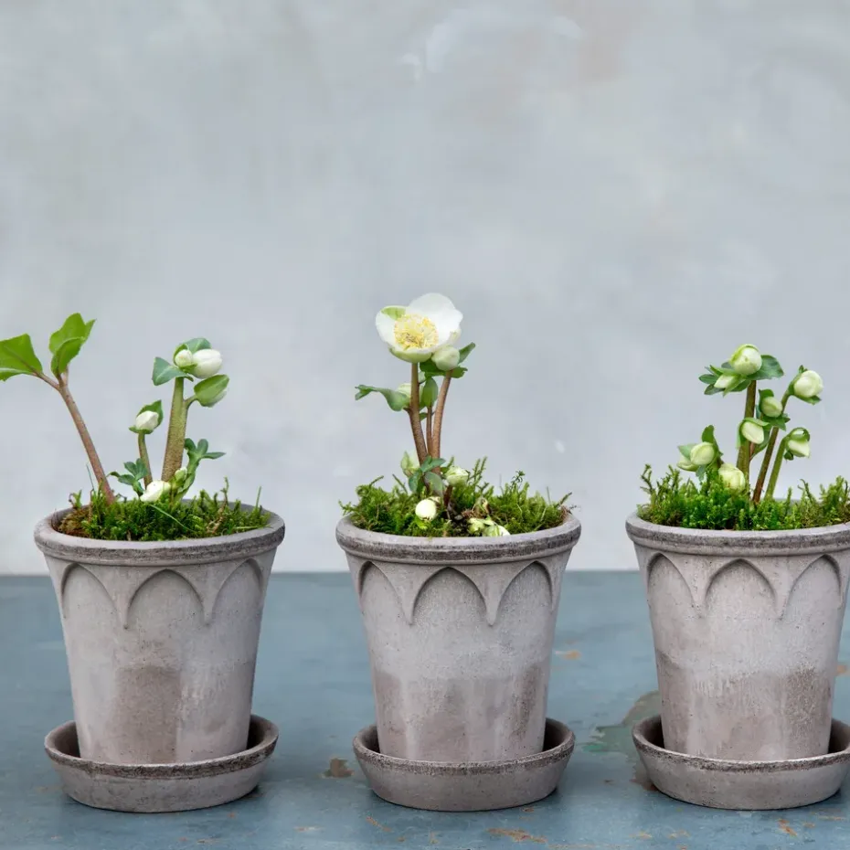 Maceta Elizabeth Ø12 cm, Grey