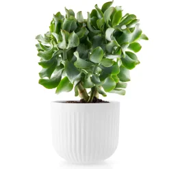 Maceta Eva Trio Legio Nova blanco, Grande ø15.5 cm