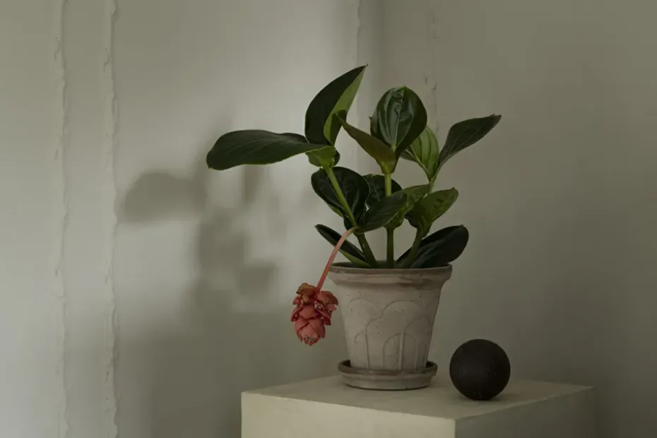 Maceta Fleur con plato, 2 piezas, Gris, Ø18 cm