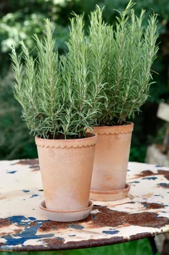 Maceta Helena alta Ø14 cm, Rosa