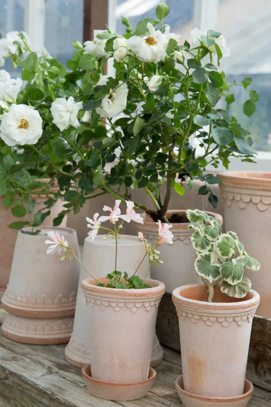 Maceta Københavner alta Ø10 cm, Rosa