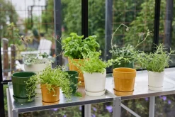 Maceta para especias Elise Ø11 cm, Verde