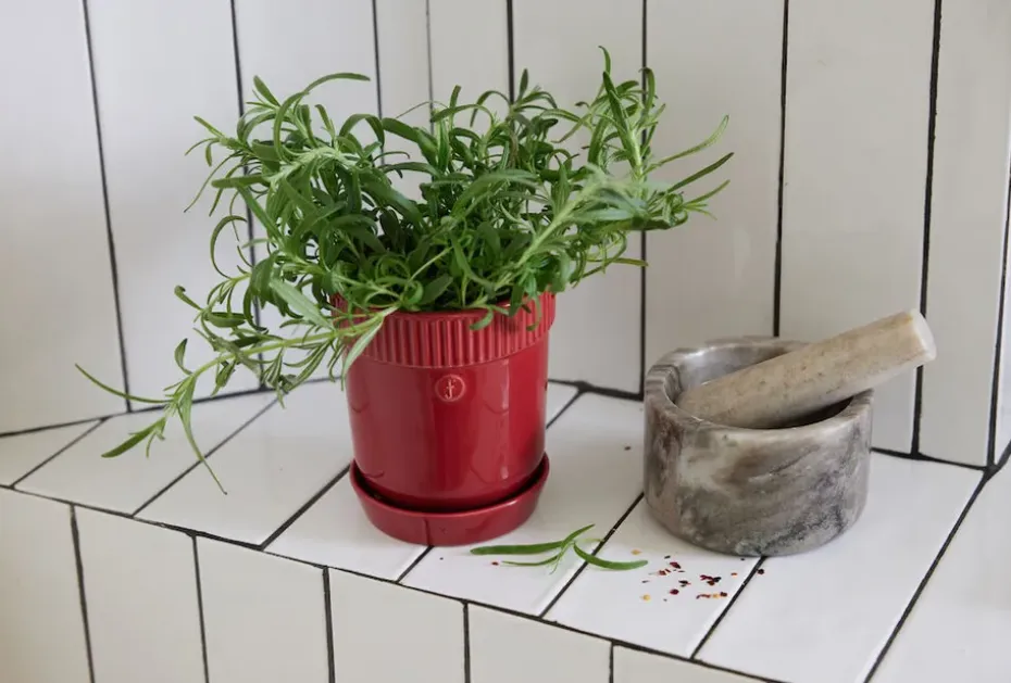 Maceta para especias Elise Ø11 cm, Burdeos