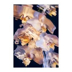 Póster Flora Aquatica 01, 50x70 cm