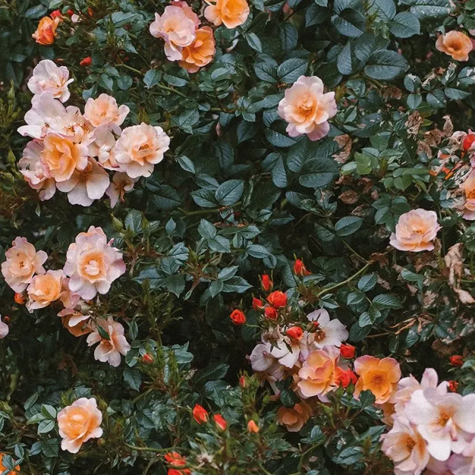 Póster Rose, 70 x 100 cm