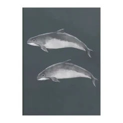 Póster Östersjötumlare, 50x70 cm