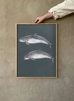 Póster Östersjötumlare, 50x70 cm