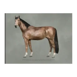 Póster The anatomy of the horse, 30x40 cm