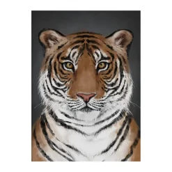 Póster Tiger, 50x70 cm