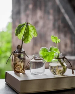 Set de jarrones Ernst de regalo 3 piezas, Claro